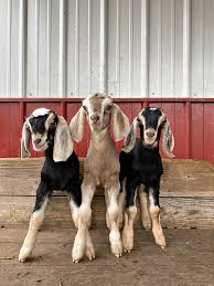 Young goats