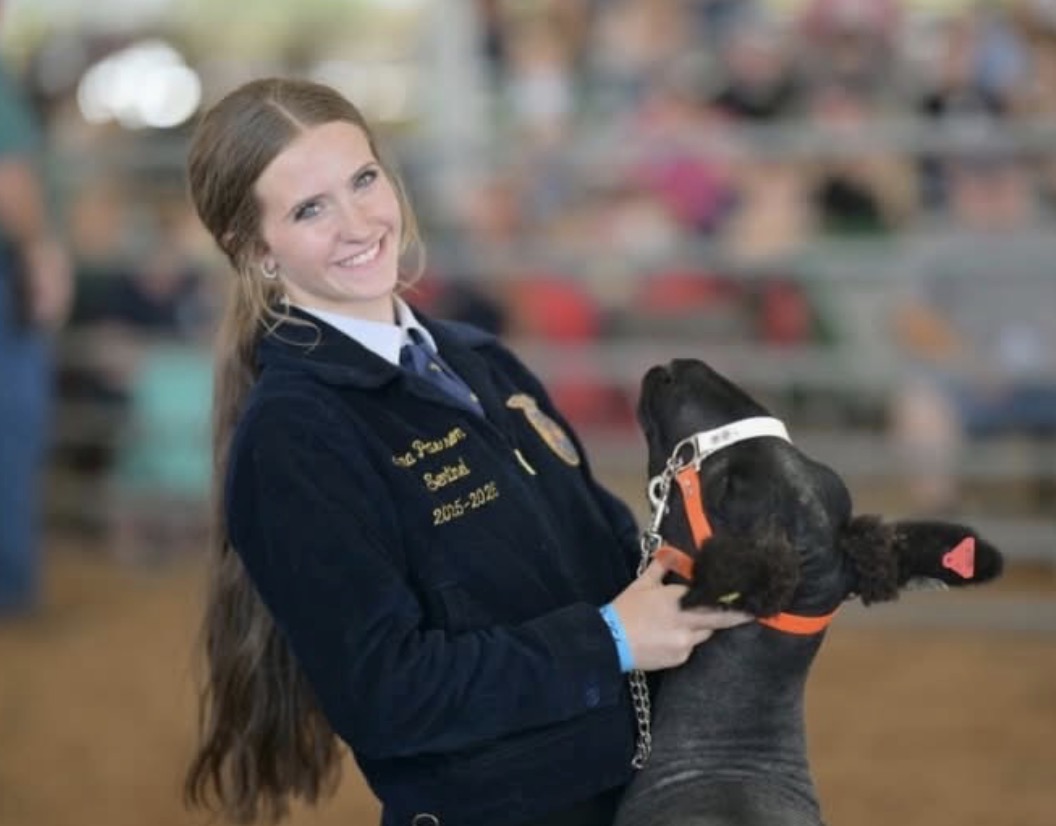 Student showing an animal in the ring