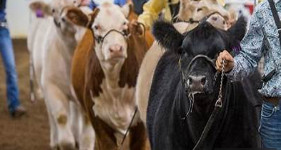 Market steer in the show ring