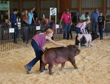 Student showing a market hog