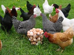 Backyard chickens with eggs
