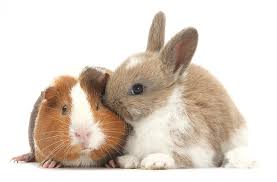 Rabbit and guinea pig