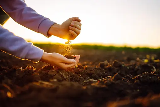Sowing seeds by hand
