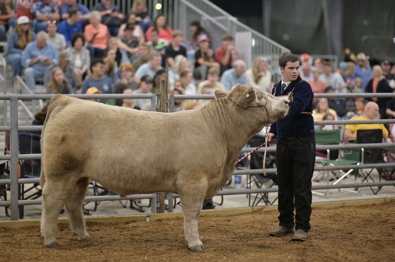 Student showing a steer in the ring