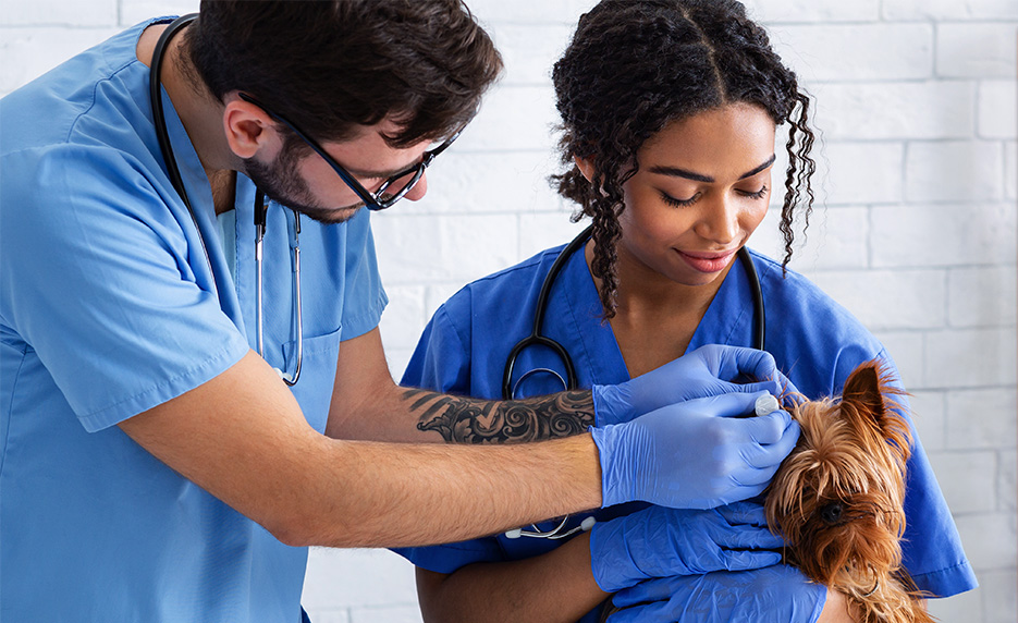 Veterinary students examining a dog